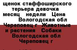 щенок стаффоширского терьера девочка 1 месяц 3 недели › Цена ­ 13 000 - Вологодская обл., Череповец г. Животные и растения » Собаки   . Вологодская обл.,Череповец г.